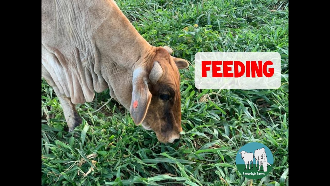 Cattle feed in Ghana Semanhyia Grass Feeding YouTube