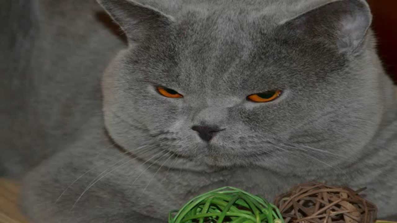 Colin the cat says the UK political system is best 