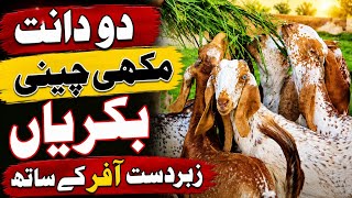 Makhi Chini Goats 🐐 | Chakwal Goat Farm 