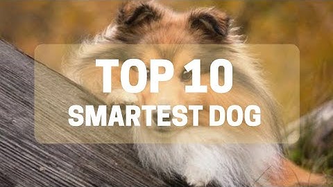 Top giống chó thông minh nhất thế giới năm 2024