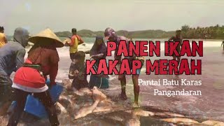 Panen Ikan Kakap Merah, Nelayan di Pantai Batu Karas - Pangandaran