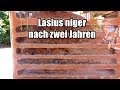 Lasius niger nach zwei Jahren