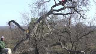 Ulusaba Safari 1 by Wild Escapes 313 views 11 years ago 2 minutes, 48 seconds