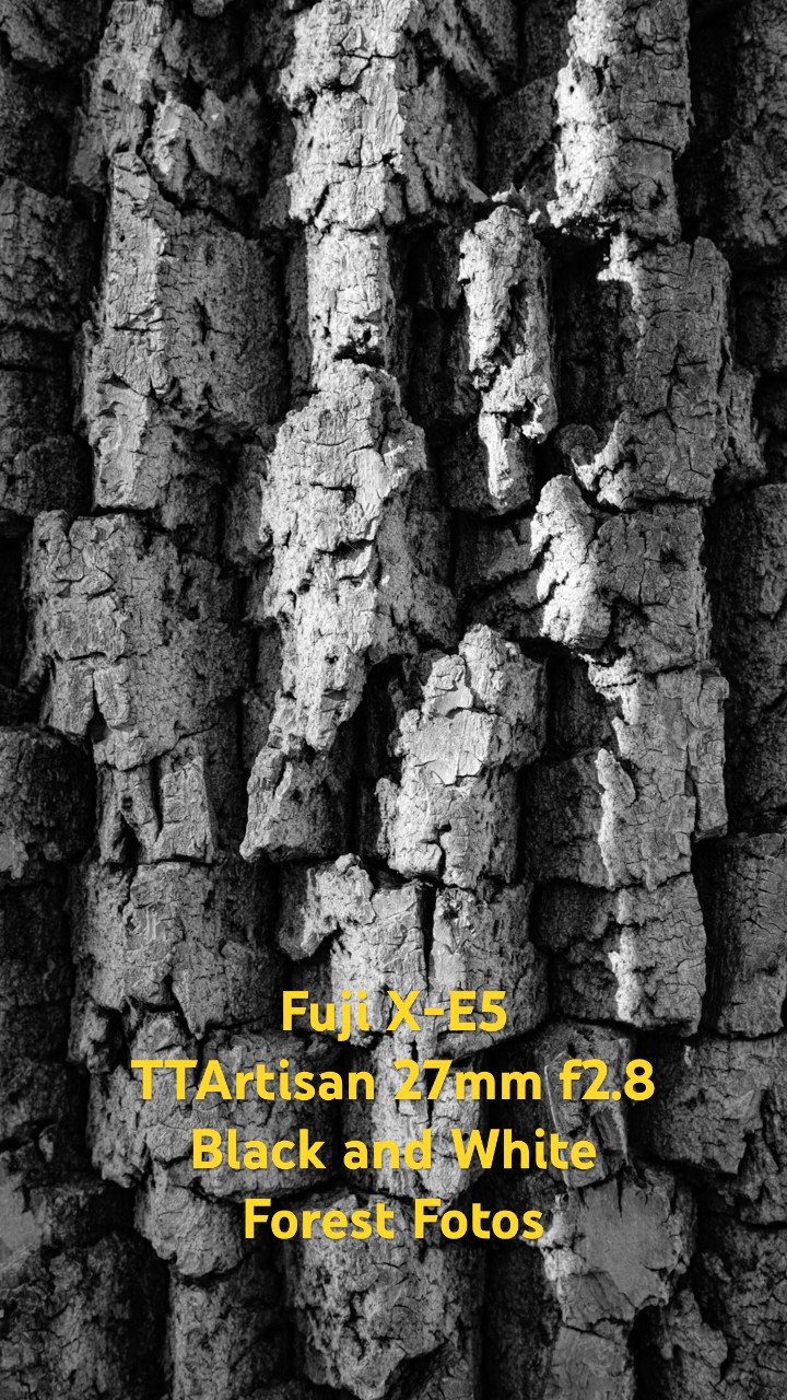 Fuji X-E5 and TTArtisans 27mm f2.8 Black And White Forest Photos
