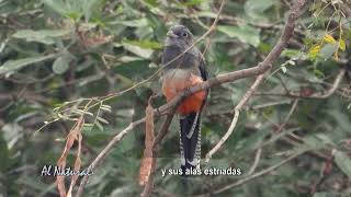 SNT Al Natural: Aves del Paraguay