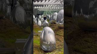 Teamlab Tokyo p2 #teamlab #teamlabtokyo #tokyo #japan #japantravel #art #shorts #shortvideo #vlog