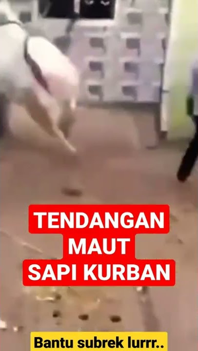 TENDANGAN MAUT SAPI KURBAN