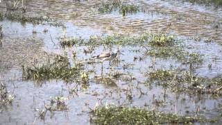Groenpootruiter Tringa Nebularia Noordwaard