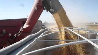 Unloading Corn