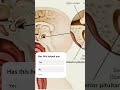 Pituitary gland #rrbntpcsyllabus2024 #biology