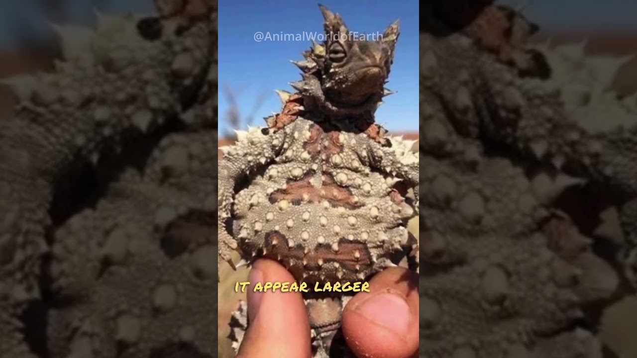 The Thorny Dragon | The Devil of the Outback