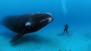 Una ballena no dejaba a una buzo en paz y cuando comprendió la razón entró en shock