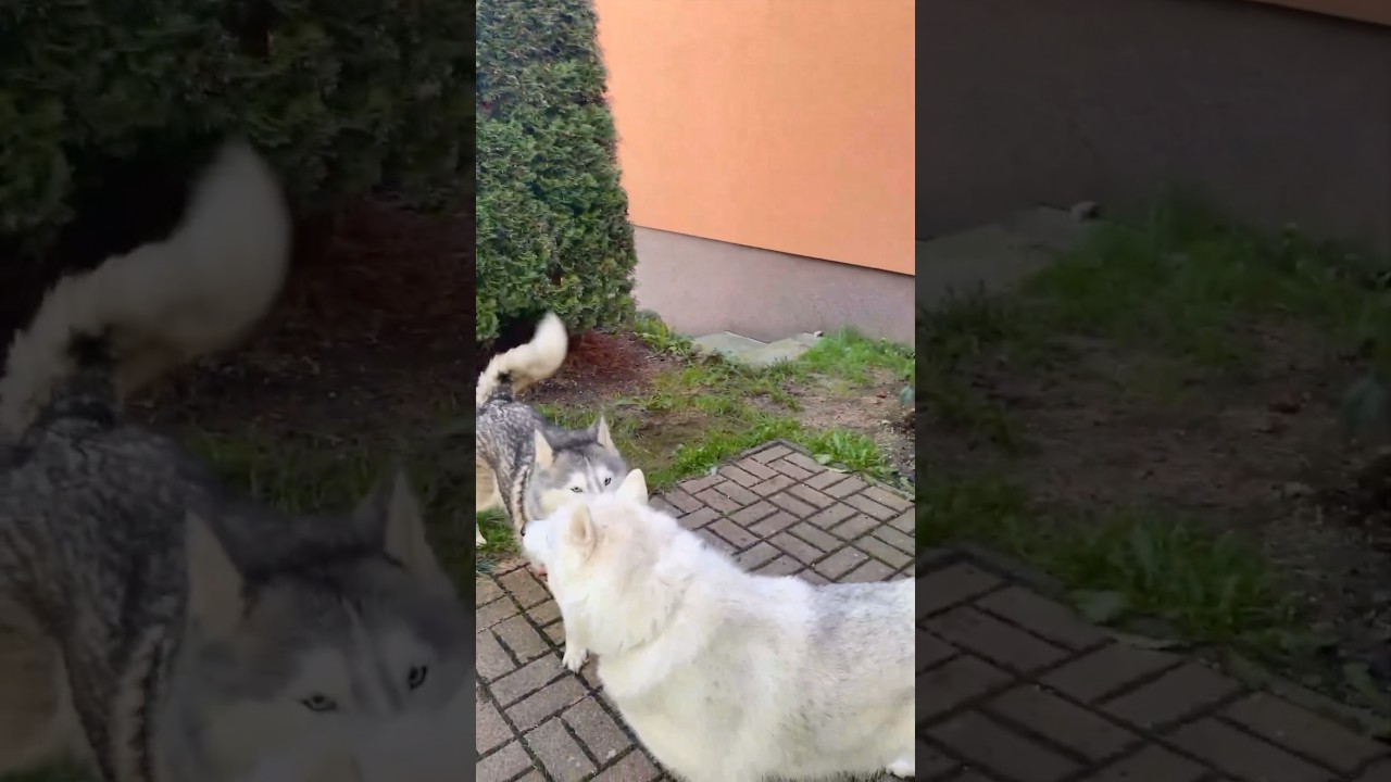 Ayla and Akim Chase and Hide 🐾 