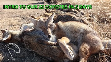 How we stack up coyotes - How to get started Coyote Hunting and be Successful!