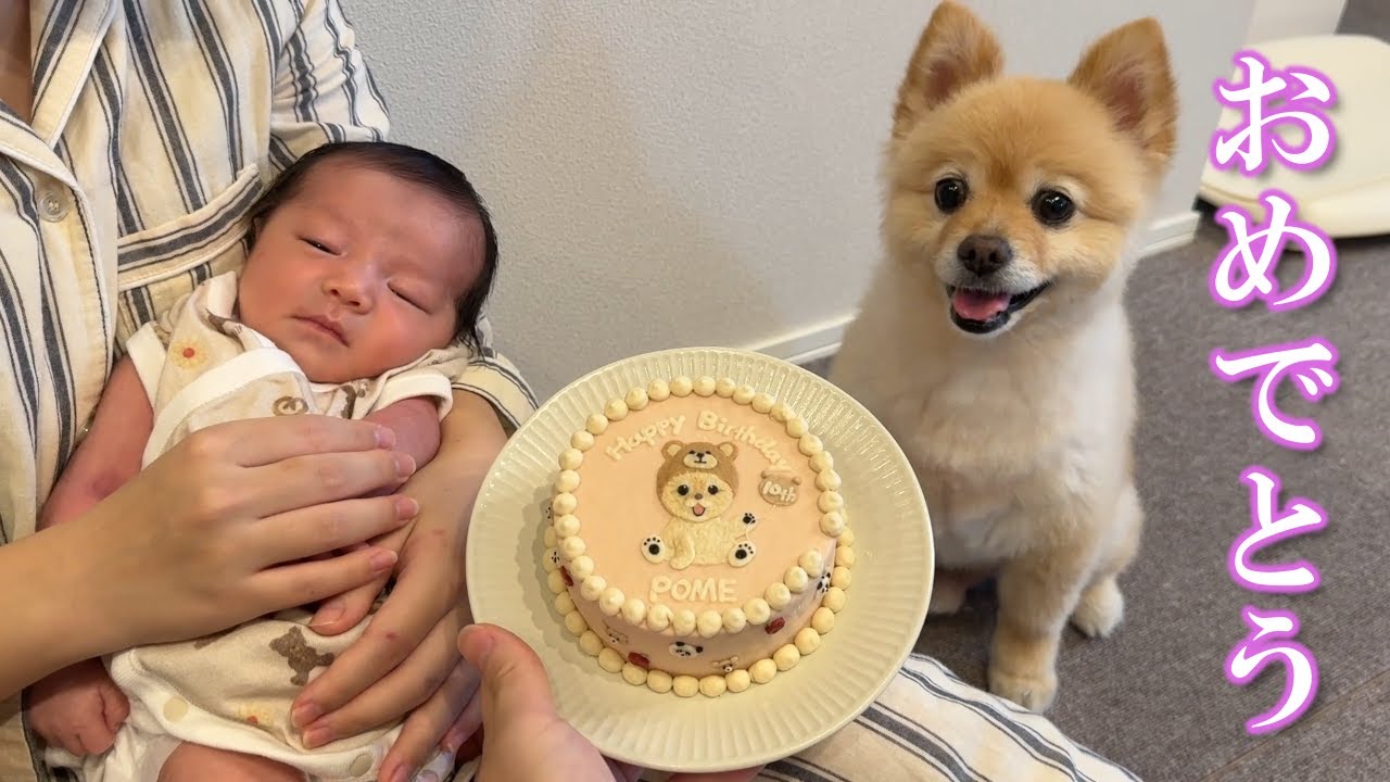 赤ちゃんに誕生日を祝ってもらえてご満悦のポメラニアンが可愛い…笑