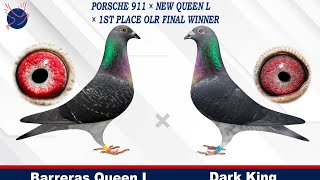 Racing Pigeon Pair - Barrera’s Queen L x Dark King / Youngsters Available 