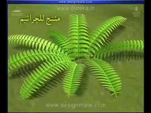 التكاثر في السرخسيات