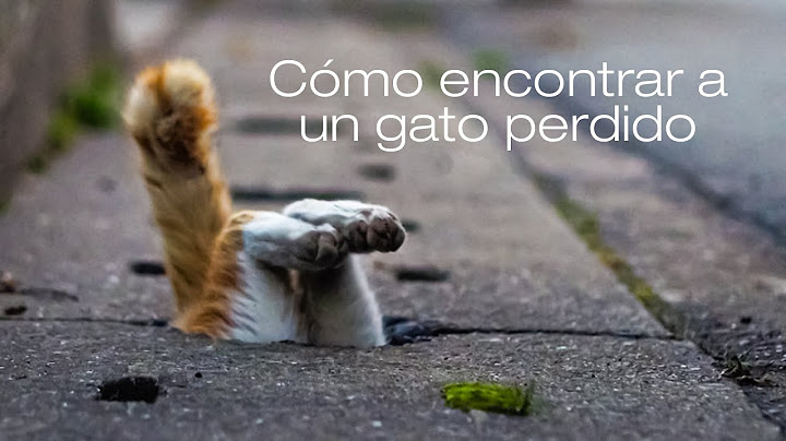 CÓMO ENCONTRAR UN GATO PERDIDO 😿 LA GATERÍA TV
