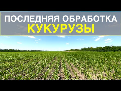 Это последняя обработка кукурузы. Листовая подкормка