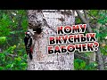 Дятел кормит птенцов/Woodpecker feeds chicks