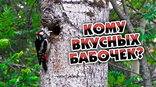 Дятел кормит птенцов/Woodpecker feeds chicks
