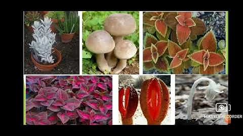 Class 3  Environmental Studies  Chapter - 6  So Many Leaves