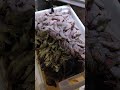 Креветка королівська Сільпо 🍤#морепродукти#креветка#акціясільпо#україна#черкаси#грудень2025