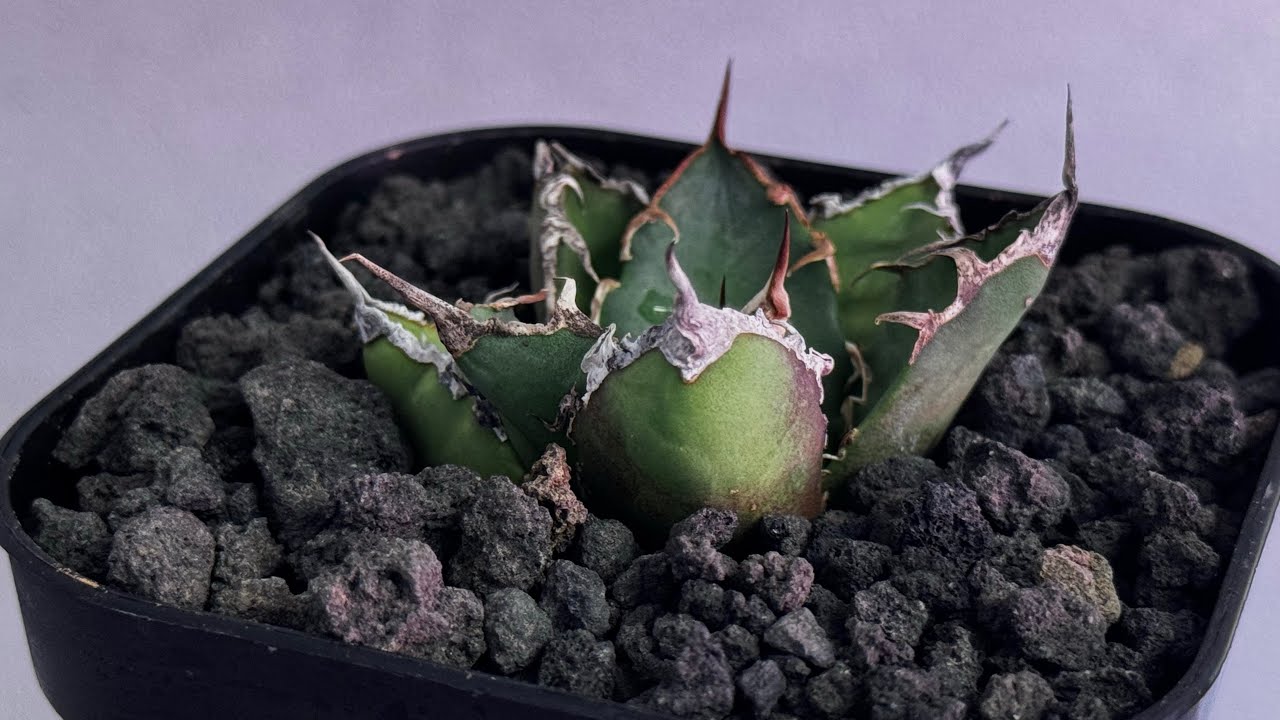 アガベ・チタノタ シーザー/凱撒（芽）-061｜agave titanota caesar |