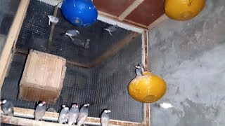 Famous My Grey Java Colony Breeding Results🐣 || How to Breed Java Birds?¿🤔 | Abbottabad Birds🕊 Profile