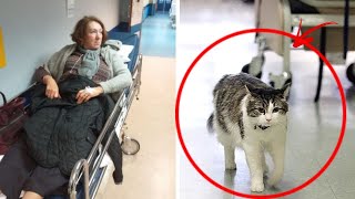 Meet Oscar The Cat That Predicts Death And Provides Comfort