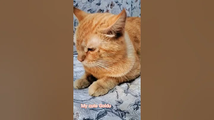 Watch the video about Cute Goldu is ralax|@cute cats# cute animals#adorablecats #catlover #youtubeshorts #youtube