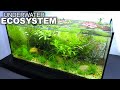 UNDERWATER ECOSYSTEM with NO TECHNOLOGY or WATER CHANGES (plants for filters)