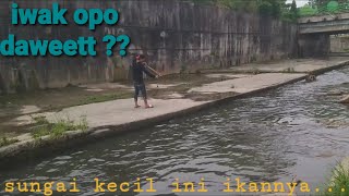 GAK NYANGKAAA !!!! Sungai sekecil ini ikannya BABON semua