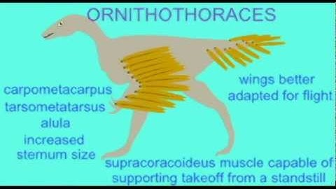 PL JOURNAL 14: BIRD FOSSILS: TESTING EVOLUTION, CREATION, DESIGN MODELS