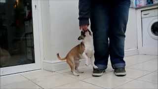 Elmo Staffy X Chihuahua - Rainy Day Trick Training