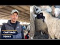 مشاكل الفلاح في سوق الفحص أسباب غلاء العلوش العلفة المدعمة غالية و ساعات مفقودة mp3