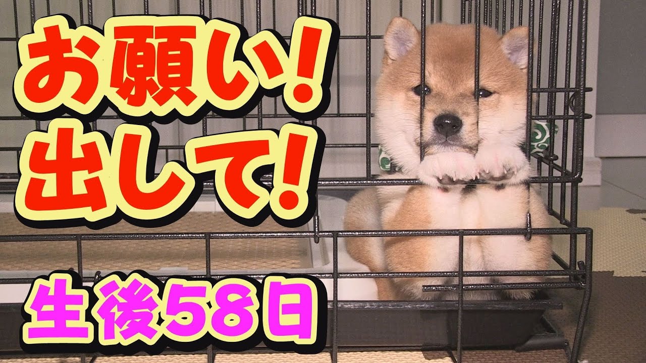 【豆柴】要求吠えの最中に力尽きる子犬【子犬】【多頭飼い】 YouTube