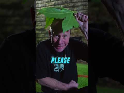 Becoming MRBEAST For