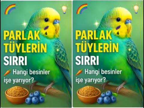 Bu Besinleri Yiyen Kuşlar Daha Parlak Tüylere Sahip Oluyor! 🌈🐤