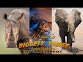 Africa’s Biggest Three - Bow hunt Elephant - big game bow hunt - AI enhanced video to HD