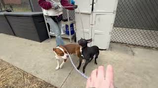 Bouillabaisse & Flannery Leash Test