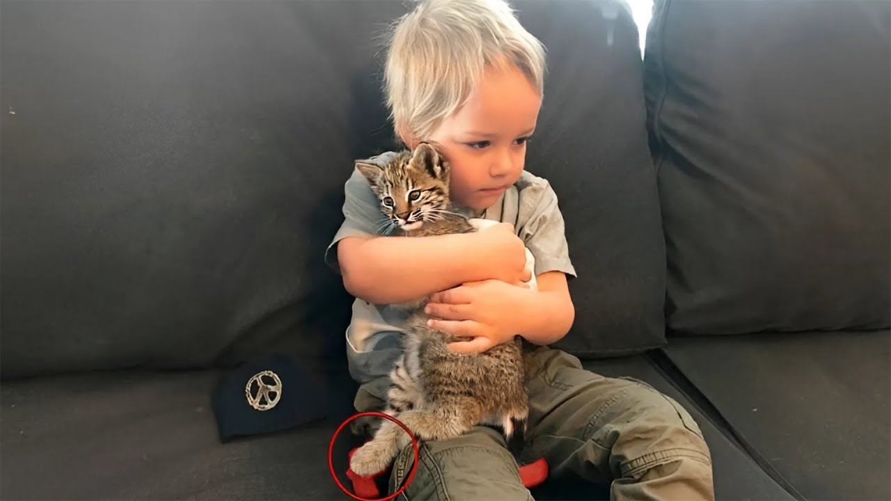 The Lifeless Bobcat Kit Was Placed In The Boy’s Arms. Seconds Later, A Cry Broke The Silence...