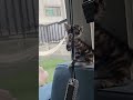 동아줄타는 호랑이 #햇님달님 #아기 #설표 #아메숏 #블라인드 #줄다리기 #힐링 #cat #kitten #고양이