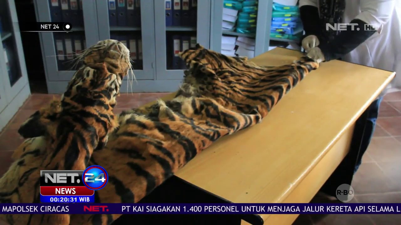 Ditemukan Kulit Harimau Sumatra,Petugas Tangkap Dua Pelaku Pemburu Satwa Dilindungi-NET 24