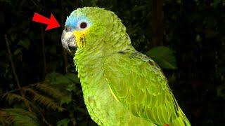 Native Habitat Of The Orange Winged Amazon Parrot  🦜 Parrot bird guide by Known Pets 368 views 2 weeks ago 1 minute, 28 seconds