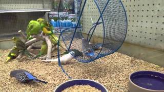 Bird running on hamster wheel