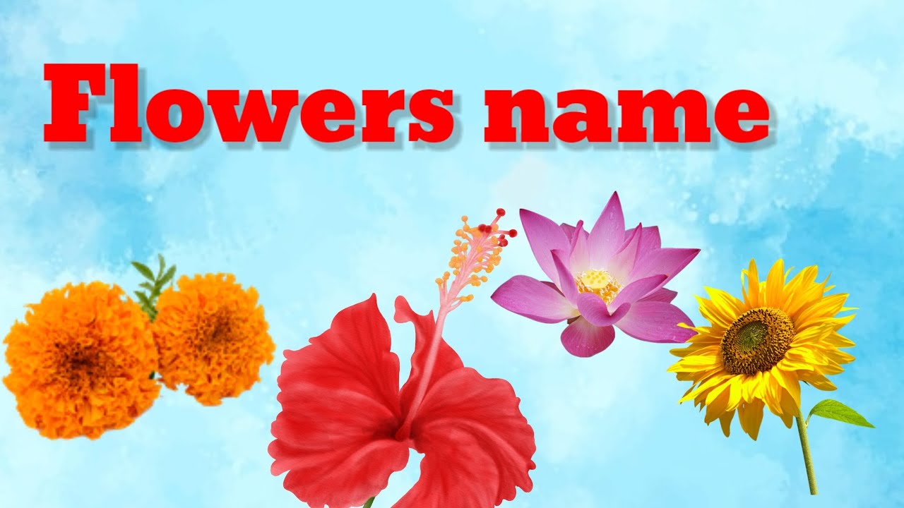 Flowers name Flowers name in English LotusLilyRose Marigold