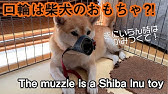 動画解説 犬の口輪の付け方 口輪が嫌いを好きに変える３ステップを分かりやすくご紹介 Youtube