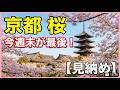 2026/04/01 さくら速報 北野天満宮・平野神社・哲学の道・鴨川・木屋町など桜の現状を動画でお知らせ