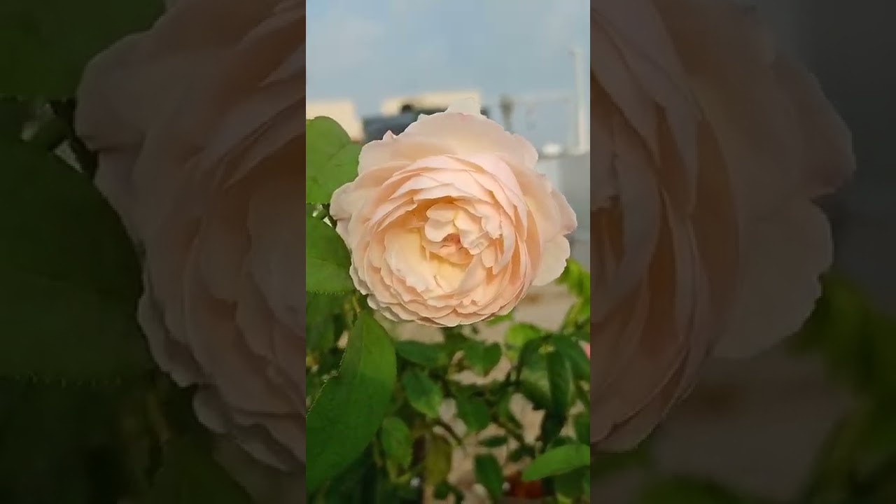 David Austin roses .//Winchester cathedral Rose//. Short climber. Unique Rose Fragrance. India.